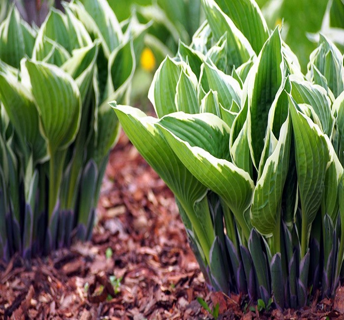 Mulching-Hostas-For-Winter-Protection