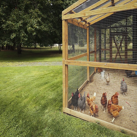 Not-giving-hens-outside-space