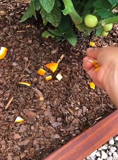 Orange-Peels