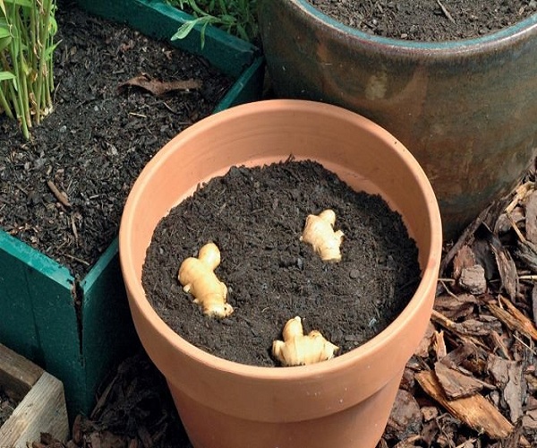 Plant-ginger-in-a-container