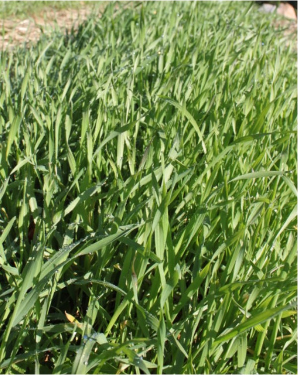 Planting-a-Cover-Crop