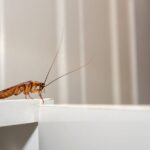 Popular-but-Ineffective-Methods-for-Getting-rid-of-Cockroach