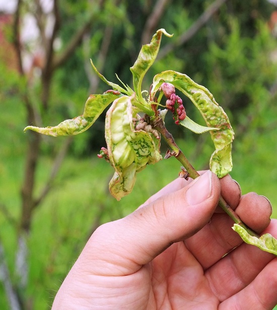 Prevent-Leaf-Curling