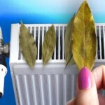Putting-Bay-Leaves-on-Your-Radiators