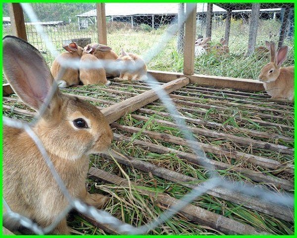 Rabbit-farming-is-a-low-cost-investment