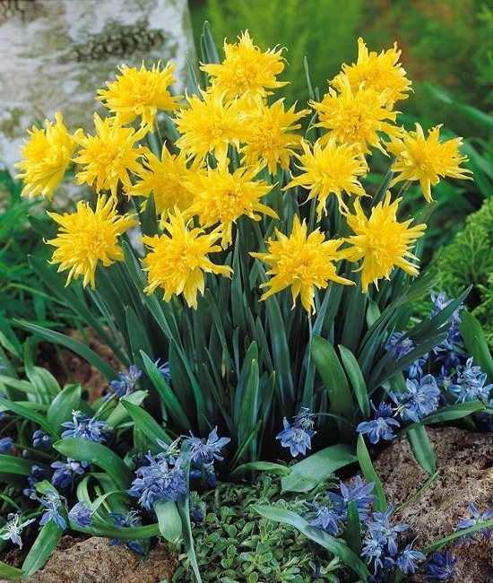 Rip-Van-Winkle-Daffodils