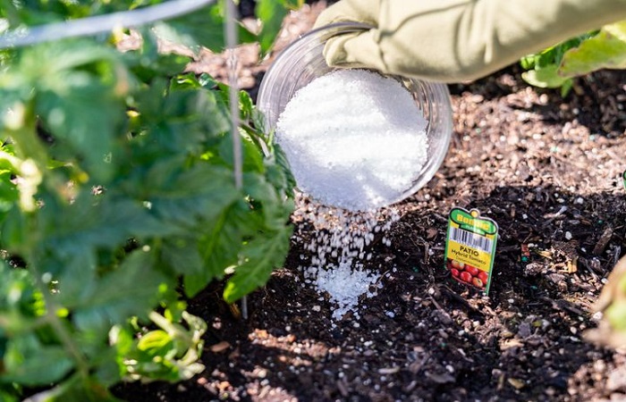Soil-that-is-poor-in-magnesium-can-be-remedied-by-adding-Epsom-salts