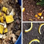 The-8-Best-Fruit-Peels-to-Use-as-Fertilizers