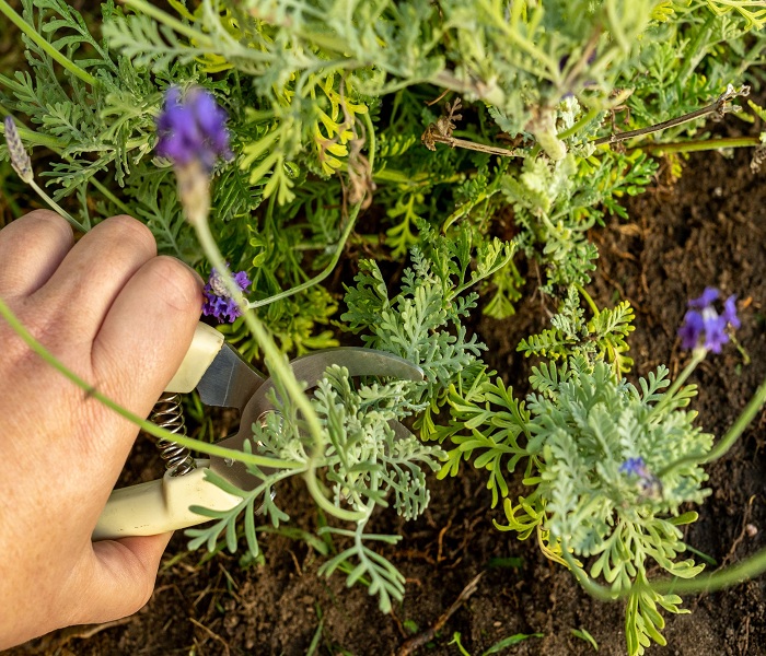 The-Proper-Time-for-Lavender-Pruning
