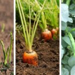 Top-10-Vegetables-to-Plant-in-the-Fall-for-an-Early-Spring-Harvest