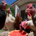 Train-Your-Chickens-to-Come-When-Called