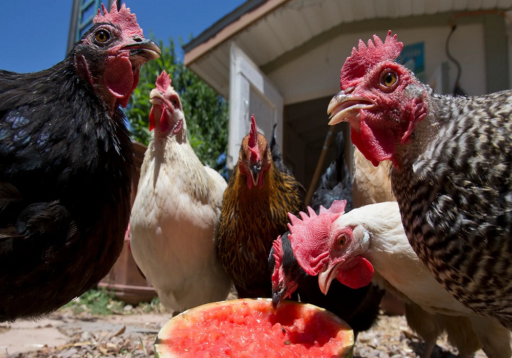 Train-Your-Chickens-to-Come-When-Called