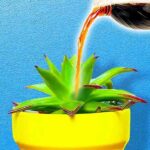 What-Happens-When-You-Use-Soda-to-Water-Plants