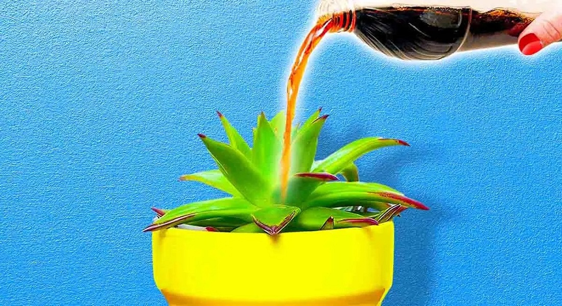 What-Happens-When-You-Use-Soda-to-Water-Plants