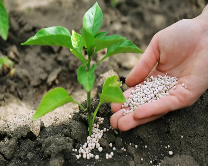 What-Magnesium-Does-for-Plants-and-Soil