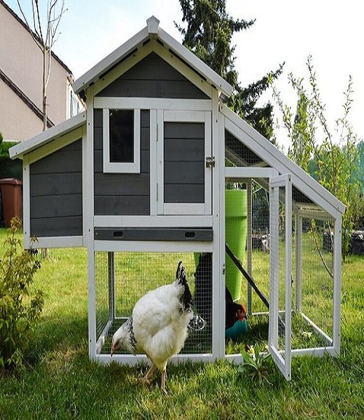 chicken-coop-mistakes-too-small