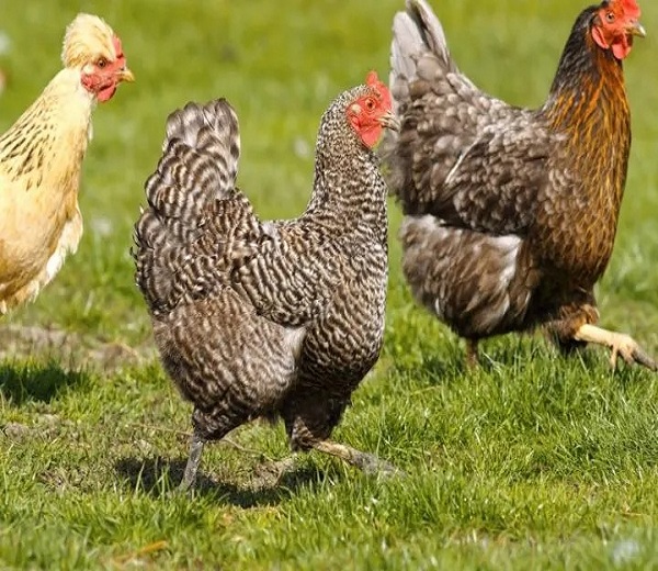 chicken-recall-running