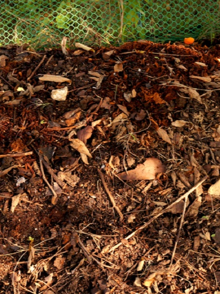 compost-and-leaves