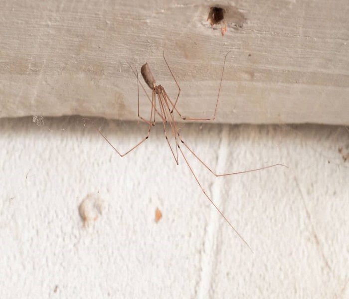 daddy-long-legs-in-your-house