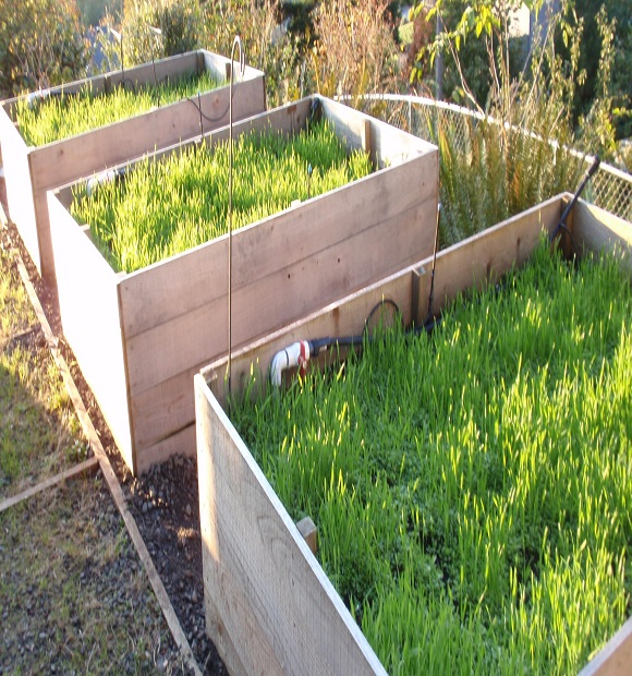 fall-raised-bed-cover-crop