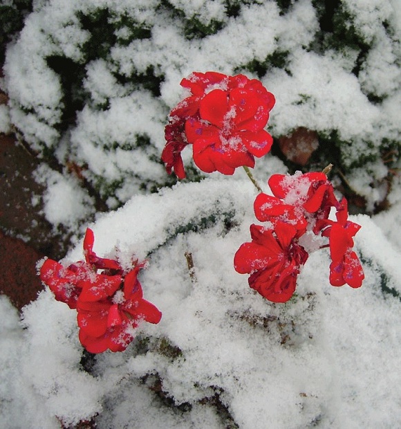 frost-on-geraniums