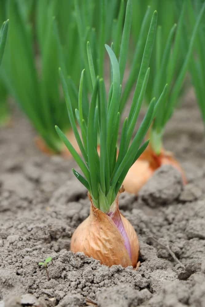 growing-onions