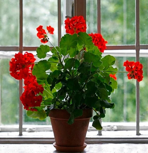 indoor-geraniums-overwinter