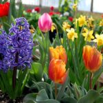 plant-fall-bulbs-for-spring-blooms