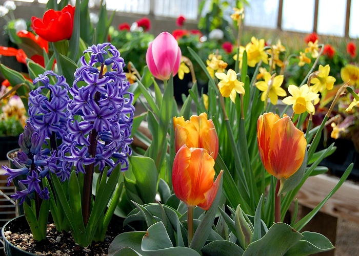 plant-fall-bulbs-for-spring-blooms