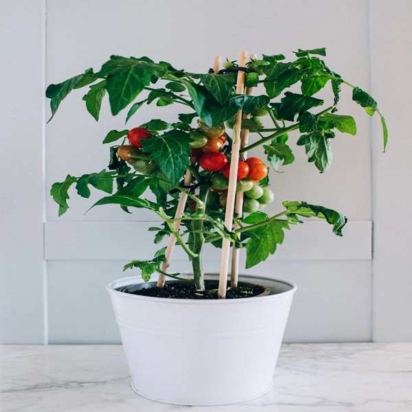 tomatoe_plants_pots