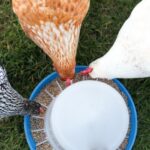 15-Creative-DIY-Chicken-Feeder-Ideas