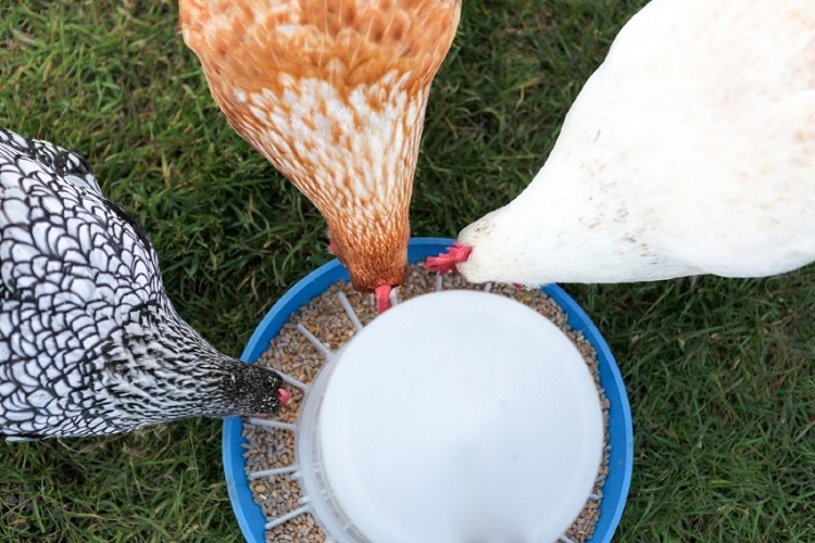 15-Creative-DIY-Chicken-Feeder-Ideas