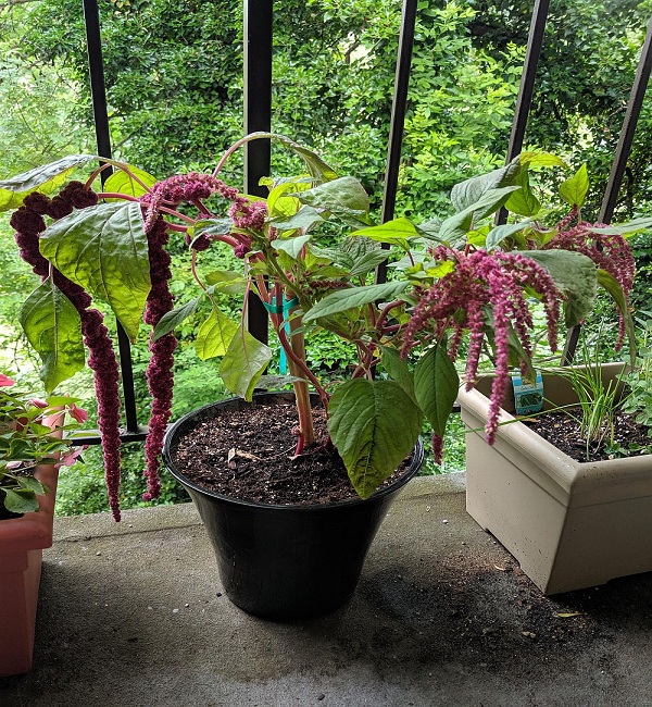 Amaranthus