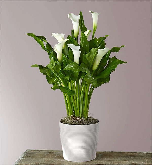 Calla-lily