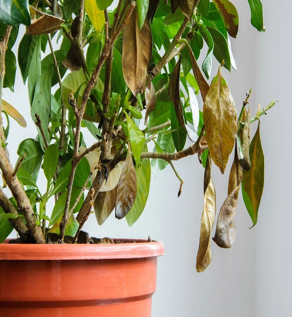 Examine-the-undersides-of-the-leaves