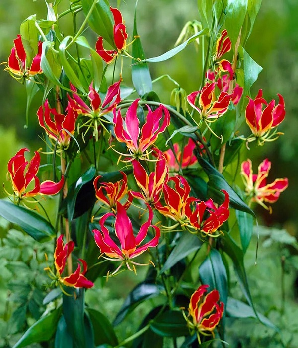 Flame-Lily