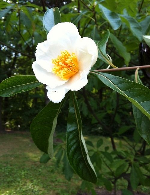 Franklin-Tree-Flower