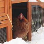 Getting-Your-Chickens-Ready-for-the-Cold-Season-and-Winterizing-Their-Coop
