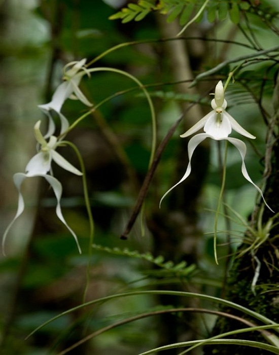 Ghost-Orchid