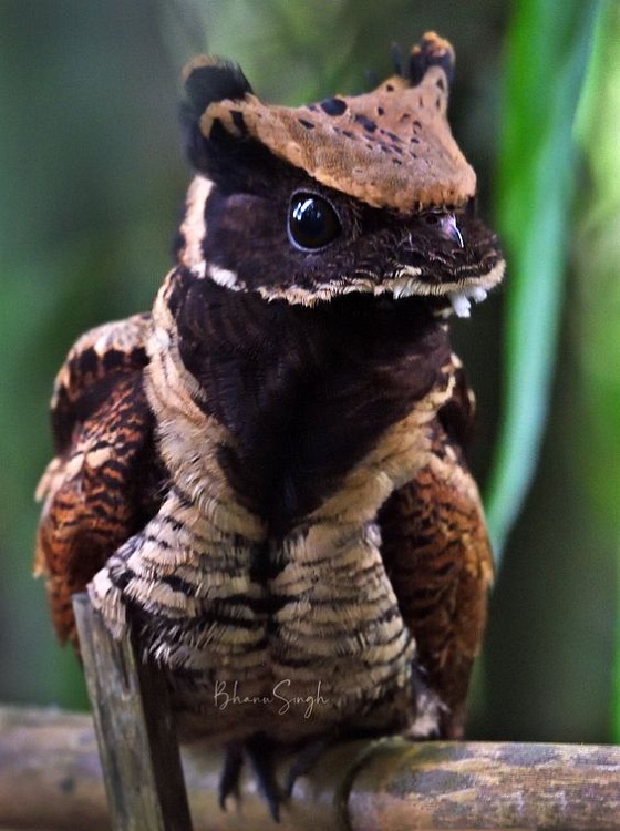 Great-Eared-Nightjar