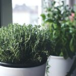 Growing-Herbs-Indoors-for-the-Winter