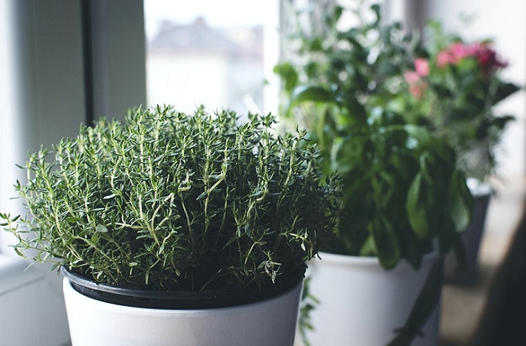 Growing-Herbs-Indoors-for-the-Winter