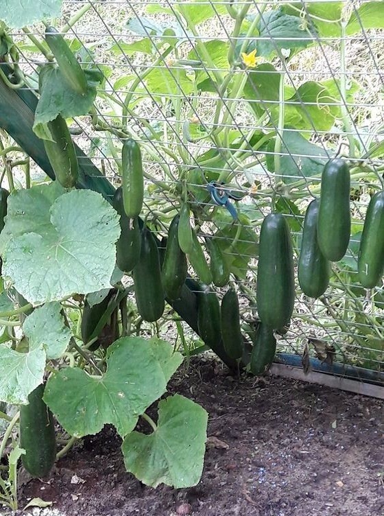 Harvesting-Cucumbers