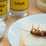 How-to-Get-Rid-of-Cockroaches-Forever-9-Best-Cockroach-Home-Remedies