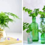 How-to-Grow-Ferns-in-Water