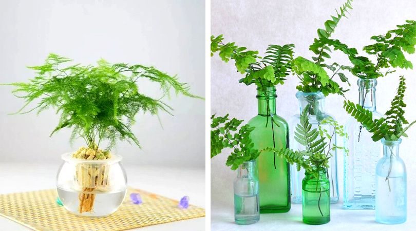 How-to-Grow-Ferns-in-Water