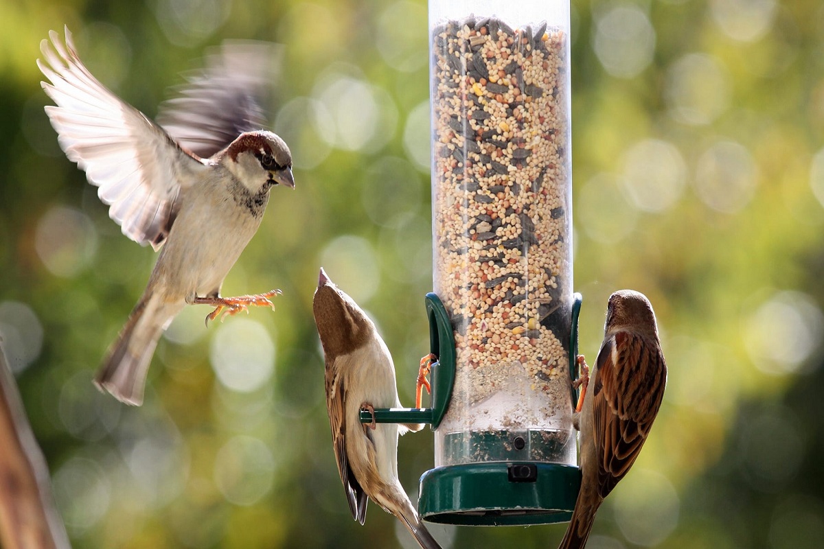 How-to-Make-Your-Own-Bird-Food
