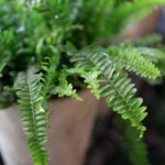 How-to-Save-Ferns-Keep-your-ferns-safe-this-winter-by-bringing-them-indoors