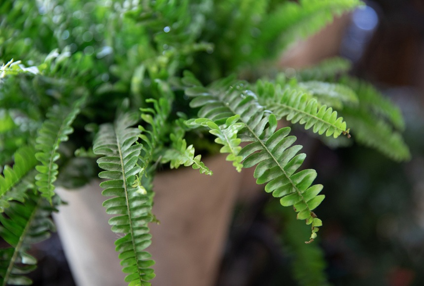 How-to-Save-Ferns-Keep-your-ferns-safe-this-winter-by-bringing-them-indoors