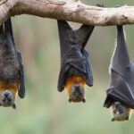 How-to-naturally-get-rid-of-bats-in-your-house